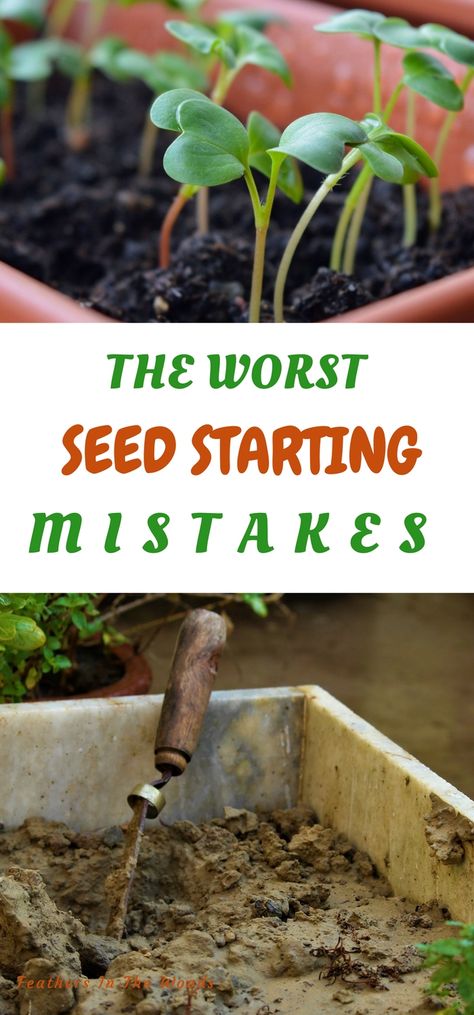 The worst mistakes I've made starting seeds. Starting Plants From Seeds, Starting Seeds, Survival Garden, Starting A Vegetable Garden, Starting Seeds Indoors, Survival Gardening, Square Foot Gardening, Growing Tomatoes, Indoor Gardening