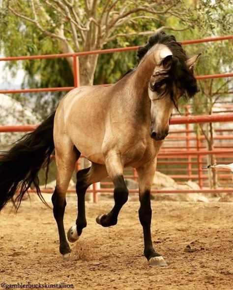 Andalusian Horse Buckskin, Buckskin Andalusian, Andalusian Stallion, Buckskin Horse, Lusitano Horse, Mustang Horse, Types Of Horses, Dream Horse, Horse Boarding