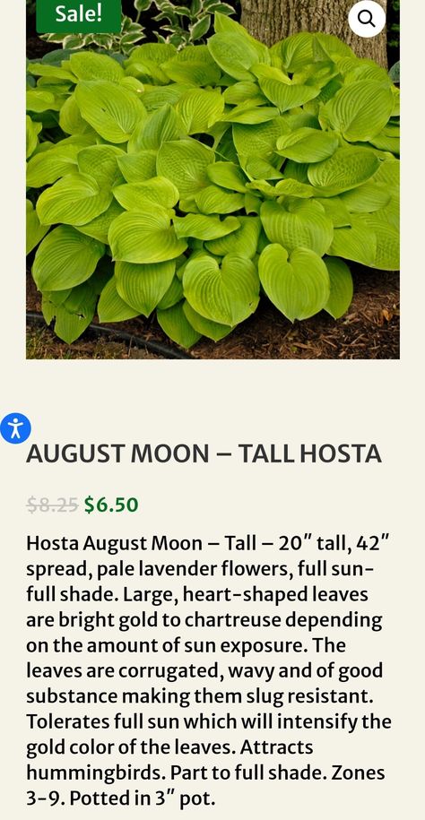 Hosta August Moon, August Moon, How To Attract Hummingbirds, Bright Gold, Lavender Flowers, Garden Ideas, Landscaping, Gold Color, Lavender