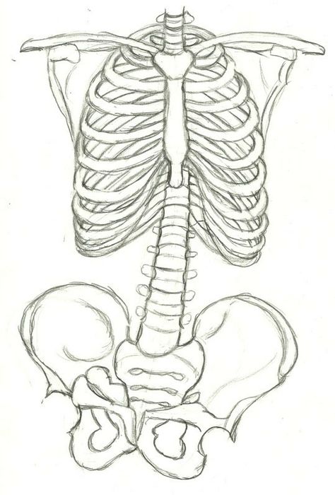 Rib Cage Drawing, Lungs Drawing, Bone Drawing, Skeleton Drawings, Anatomy Sketches, Skeleton Art, Outline Drawings, Diy Stuff, Anatomy Art