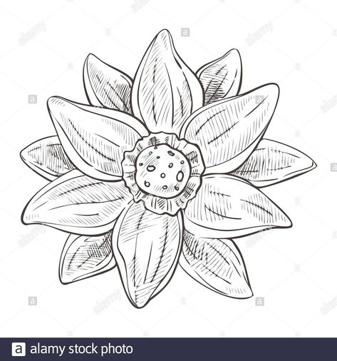 Drawing Lotus Flower, Top View Drawing, Aquatic Plant, Water Lilly, Plan Drawing, Sketch Illustration, Flower Tops, Aquatic Plants, Top View