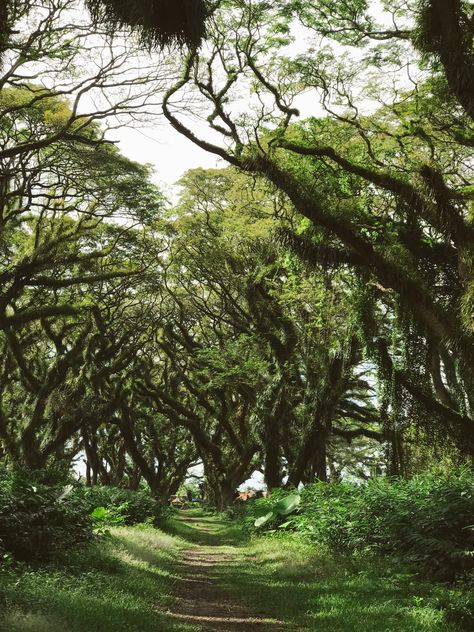 Ethereal Nature, Beautiful Forest, Indonesia, Forest, Collage, Pins, Nature