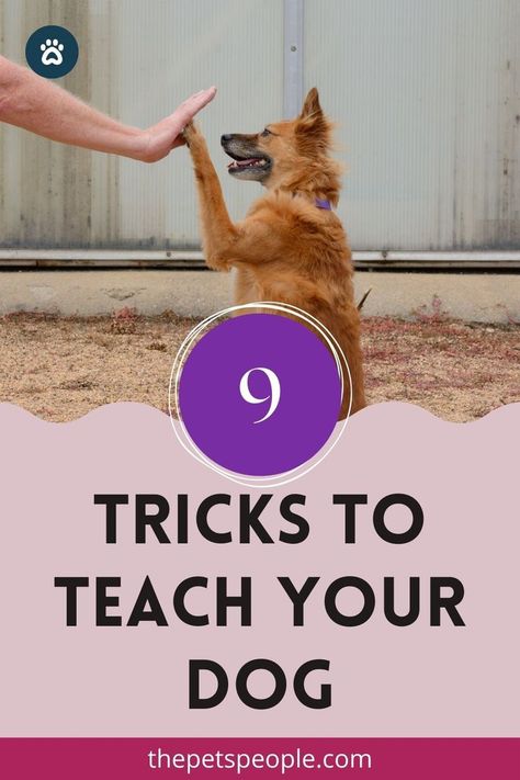 If you’re planning to teach your dogs some tricks, this blog post is what you should read. We’ve listed down some super-fun and simple tricks that you can teach your dog easily. Tricks To Teach Your Dog, Dog Tricks Easy, Every Dog Breed, Reactive Dog, Dog Behavior Problems, Dog School, Pet People, Dog Training Advice, Dog Brain