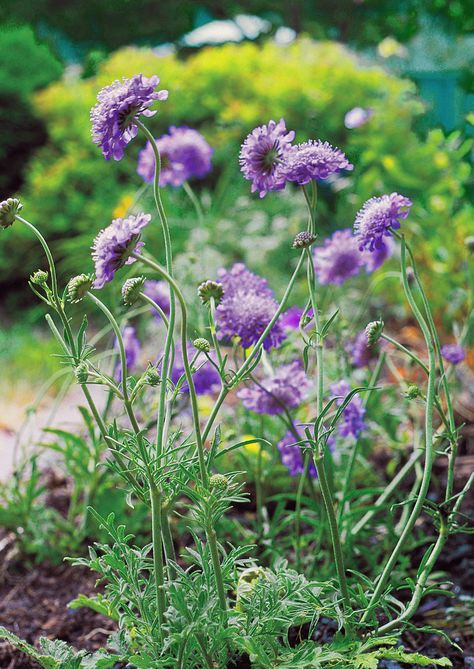 Tall Perennial Flowers, Pincushion Flower, Easy Perennials, Long Blooming Perennials, Hardy Hibiscus, Perennial Bulbs, Garden Perennials, Best Perennials, Sun Perennials