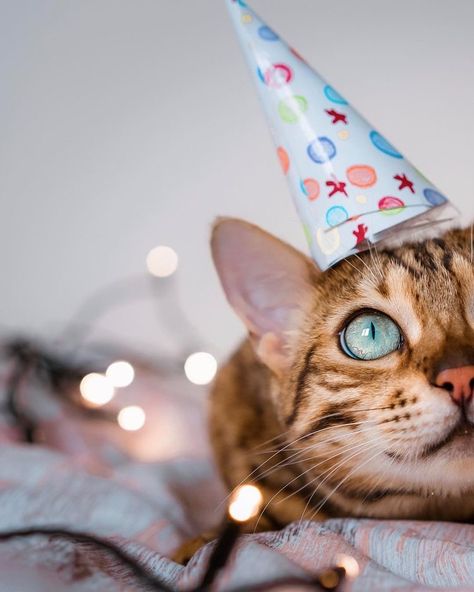 Cat Birthday Photoshoot Ideas, Cat Birthday Pictures, Cat Birthday Photoshoot, Cute Cat Birthday, Happy Birthday Animals, Pet Portraits Photography, Happy Birthday Cat, Best Cat Litter, Most Beautiful Cat