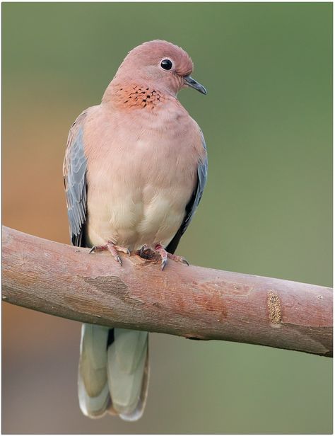 Streptopelia senegalensis - synogarlica senegalska - Laughing Dove Australia Birds, Dove Pigeon, Pretty Animals, Funny Birds, Bird Pictures, Birdwatching, Colorful Birds, Bird Photography, Cute Creatures