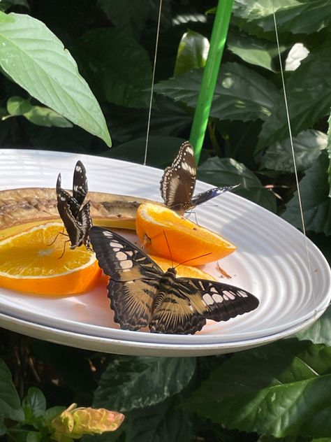 Butterfly Conservatory, Cambridge, Places To Visit