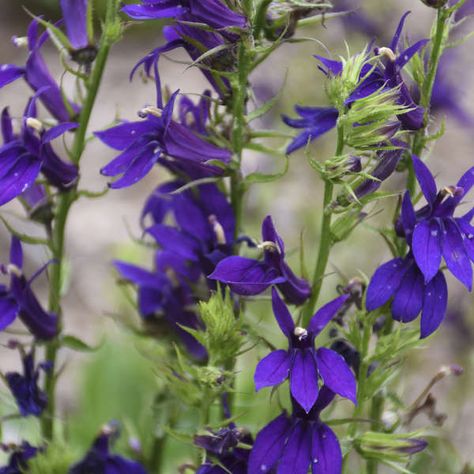 Lobelia Flowers, Flower Colouring In, Bog Plants, Cardinal Flower, Southern Garden, Border Plants, Flower Care, Flower Spike, Leaf Coloring