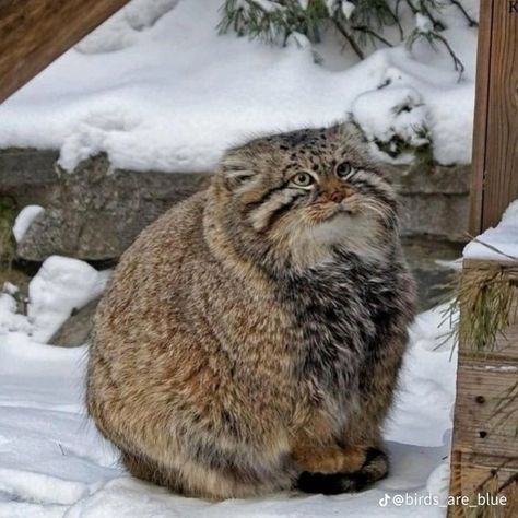 Manul Cat, Pallas Cats, Pallas Cat, Small Wild Cats, Pallas's Cat, Dangerous Animals, Cute Kitten Gif, Kitten Gif, Feral Cats