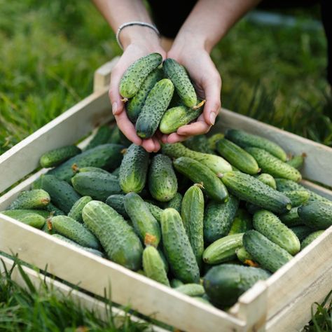 The 4 Biggest Secrets To Growing Cucumbers - Grow Like A Pro! Row Gardening, Fresh Eating, Slow Flower, Cucumber Plant, Growing Cucumbers, Fast Growing Plants, Liquid Fertilizer, Food Articles, Diy Pergola