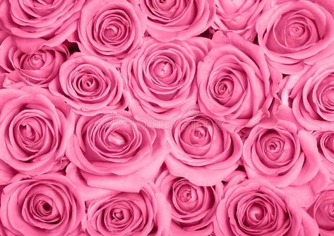 Pink roses. Background image of pink roses , #Sponsored, #roses, #Pink, #Background, #pink, #image #ad Pink Roses Background, Valentine Backdrop, Rose Background, Wallpaper Dekstop, Art Print Display, Studio Photo, Rose Wallpaper, Background Vintage, Flower Wall Art