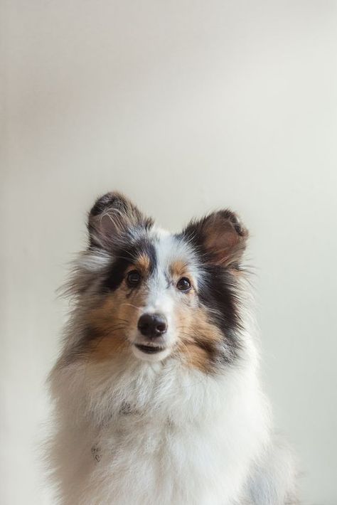 Blue Merle Sheltie, Baby Names Scottish, Shetland Sheepdog Puppies, Sheltie Dogs, Blue Merle, Shetland Sheepdog, Search Bar, Cattle Dog, Animal Planet