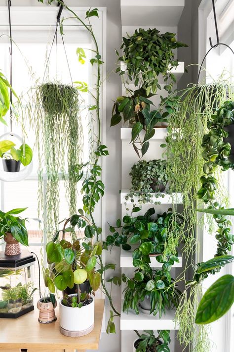 House Plant Room Ideas, How To Use Plants As Decor, Hoya Display Ideas, Small Office With Plants, Plant Filled House, Small Space Plant Display, House Plant Set Up, Plant Filled Bathroom, Small Plant Room