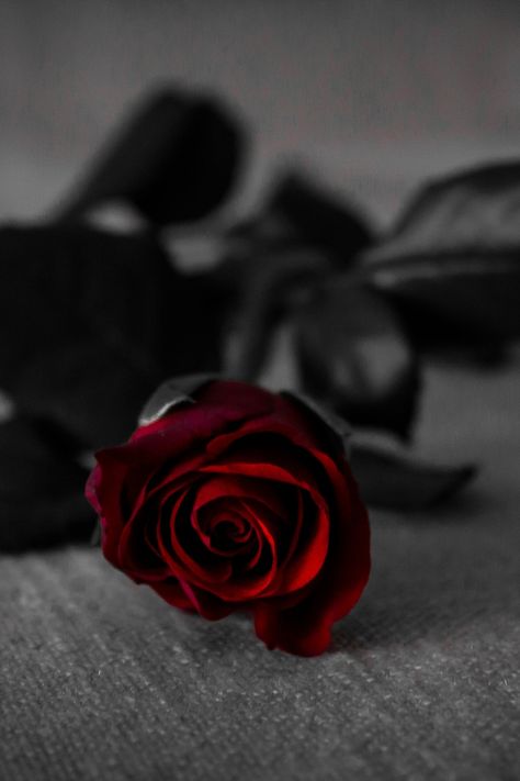 Black Roses Wallpaper, Red Roses Wallpaper, Single Red Rose, 일본 패션, Aesthetic Roses, Beautiful Red Roses, Rose Images, Beautiful Rose Flowers, Flower Phone Wallpaper