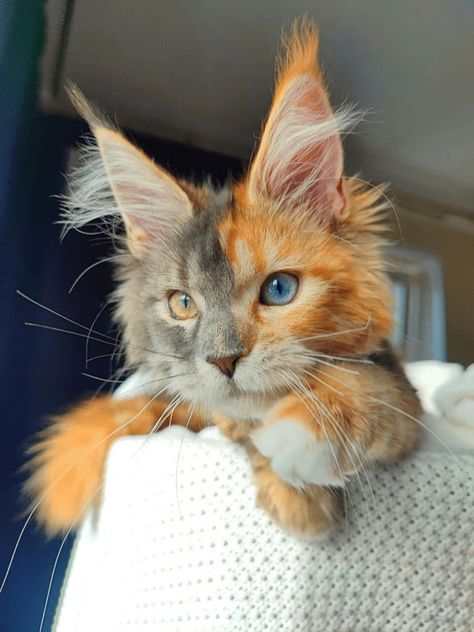 Unique Cat Fur Patterns, Gorgeous Cats Unique, Unique Cats Markings, Rare Animals Unique, Best Cat Breeds, Cheezburger Cat, Cat References, Calico Cats, Rare Cats