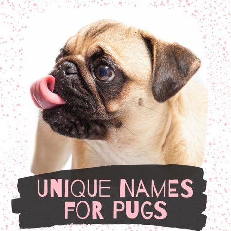 Struggling to find a great name for your new Pug puppy? Look no further! Girl Pug Names, Names Female Unique, Funny Girl Names, Dog Names Female, Unique Dog Names, Dog Names Unique, Pug Names, Female Dog Names, Bearded Dragon Cute