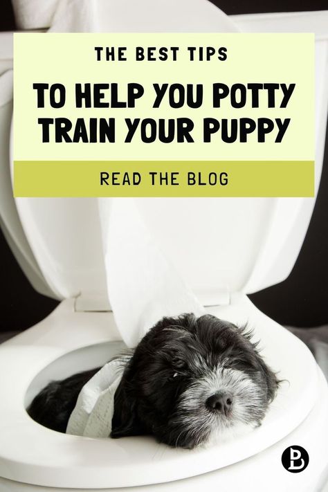 How to potty train your puppy tips and tricks Dog Life Hacks, Train A Puppy, Puppy Training Schedule, How To Potty Train, Train Your Puppy, House Training Puppies, Positive Dog Training, Puppies Tips, What Kind Of Dog