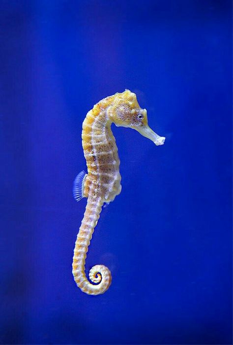 Wild Animals Photography, Seahorse Art, Fauna Marina, Sea Horses, Forest And Wildlife, Cute Small Animals, Beautiful Sea Creatures, Postcard Set, Exotic Fish