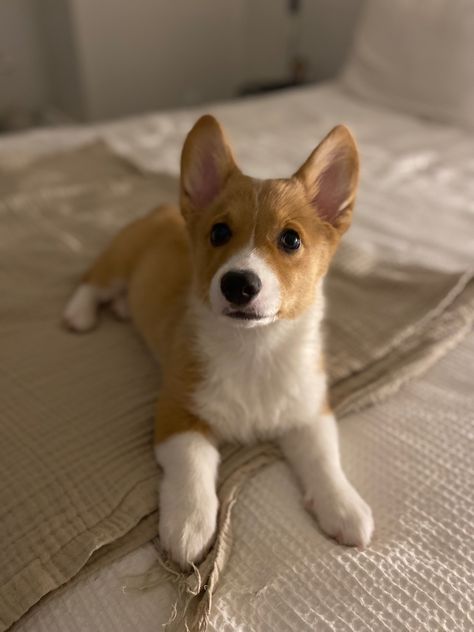 Pembrook Welsh Corgi, Corgi Haircut, Corgi Selfie, Corgi Sleeping, Corgi Smile, Cute Corgi Puppy, Corgi Dogs, Welsh Corgi Puppies, Dog Icon