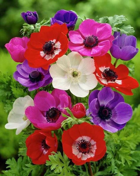 Anemone Coronaria, Gardening Design Diy, Garden Winter, Winter Landscapes, Blossom Garden, Easy Landscaping, Rock Garden Landscaping, Diy Backyard Landscaping, Flower Landscape