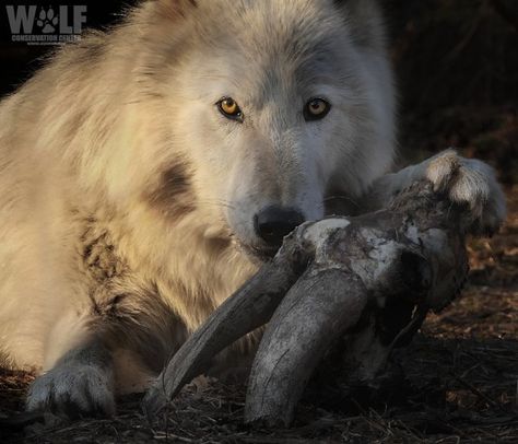 Wolf Conservation Center on Twitter: "What? I'm hungry. Why are you up? https://t.co/hNZNgCwWVI" / Twitter Wolf Conservation Center, Still Game, Beautiful Creatures, Polar Bear, On Twitter, Twitter, Animals