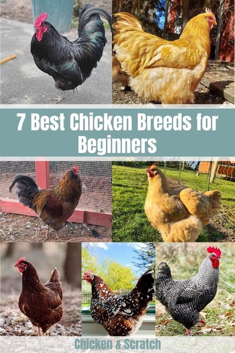 Best Chicken Breeds, Different Breeds Of Chickens, Chicken Tips, Laying Chickens Breeds, Homestead Animals, Baby Chicks Raising, Best Egg Laying Chickens, Modern Homestead, Chicken Ranch