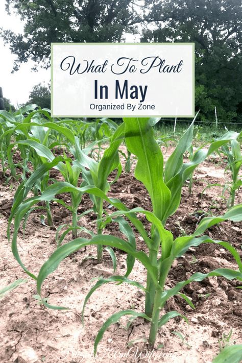 What To Plant In May | The Frugal Farm Wife What To Plant In May, Heat Tolerant Plants, Companion Planting Guide, Gardening Guide, Planting Guide, Making Plant Pots, Succession Planting, Farm Wife, Cat Grass