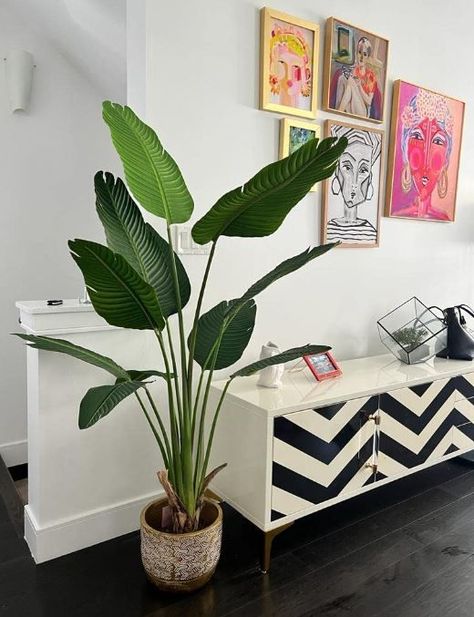 Chic Collezione Banana Tree- 11 Leaves 59.1 Inch Fake Plant Tropical Faux Plants Arbre Artificial, Greenery Realistic for Living Room, Home, Restaurant, Cafe or Office Corner Indoor Decor 59.1 Inch Banana Plant Indoor, Office Corner, Fiddle Leaf Fig Tree, Banana Plants, Artificial Greenery, Banana Tree, Monstera Plant, Home Restaurant, Fake Plants