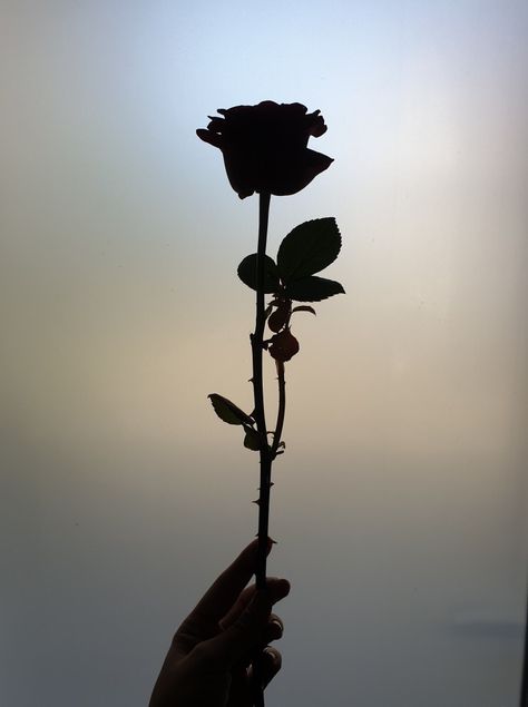 Rose With Thorns Painting, Flower Shadow Photography, Single Rose Aesthetic, Purple Flowers Background, 1000 Roses, Black Moodboard, Dark Roses Tattoo, Rose In Hand, Purple Flower Background