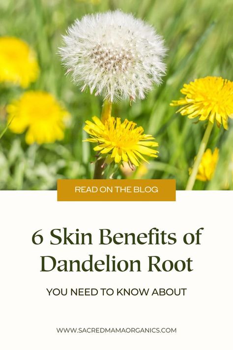 Dandelion Root Powder Benefits, Dandelion Root Supplement Benefits, Roasted Dandelion Root Tea Benefits, Dandelion Root Tea Benefits, Dandelion Root Benefits, Benefits Of Dandelion Root, Aesthetic Dandelion, Dandelion Aesthetic, Roasted Dandelion Root Tea