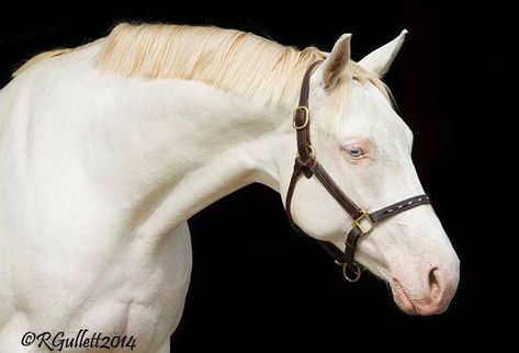 mare | USA | 2006 | by RFF King's Ransom out of Lissa's Gold Legacy #thoroughbred #mare #perlino #doubledilute #colouredthoroughbred Thoroughbred, Ponies, Dream Life, Horses, Animals, Gold, Quick Saves, Black