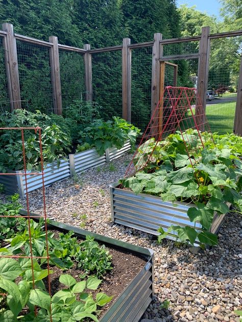 Metal Vegetable Beds, Metal Garden Bed Layout, Front Yard Vegetable Garden Design, Fenced In Garden Ideas, Fenced Garden With Raised Beds, Dream Vegetable Garden, Small Vegetable Garden Ideas, Vegetable Garden Fence, Building A Raised Bed