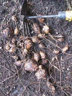 Eating Groundnuts (Apios americana) - & Why You Might Want to Grow Them | Proverbs 31 Woman Groundnuts Recipe, Regenerative Farming, Bean Pods, Snow Cover, Regenerative Agriculture, Proverbs 31 Woman, Replant, Months Of The Year, Pretty Green