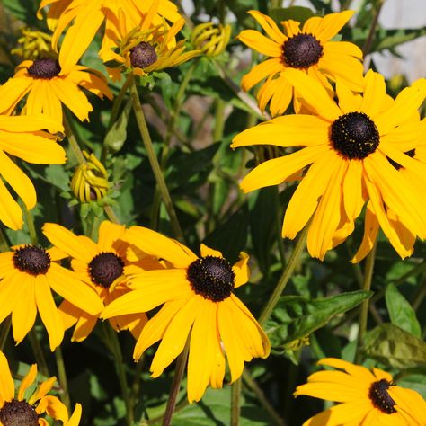 Rudbeckia Hirta, Wild Flower Meadow, Yellow Blossom, Best Perennials, Street Trees, Garden Nursery, Pollinator Garden, Healthy Garden, Hardy Perennials