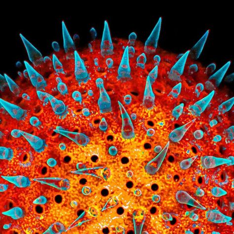 Jan Martinek on Instagram: "Hollyhock (Alcea) pollen grain stained with acridine orange and calcofluor white, under the confocal microscope. #confocalmicroscopy #confocal #fluorescence #UVIVF #pollengrains #coolscience #scienceimage #fluorescencemicroscopy #microscopyart #microscopy #microscope #microscopic #microscopicworld #micro #plantscience #scicomm #sciart #bioimaging #plantscience #microphotography #cupoty #leicamicrosystems" Microscopy Art, Microscopic Art, Science Pics, Microscope Art, Confocal Microscopy, Fluorescence Microscopy, Microscopic Organisms, Science Images, Microscopic Photography