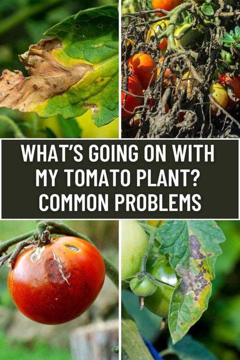 What’s Going On With My Tomato Plant? Common Problems 3 Cherry Tomato Plant Care, Tomatoes Plants Problems, Cherry Tomato Plant, Garden Problems, Tomato Plant, Plant Help, Plant Problems, Simple Organic, Cherry Tomato