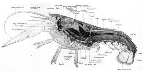 Lobster Lobster Pictures, Crab And Lobster, Creepy Crawlies, Crustaceans, Splish Splash, Scientific Illustration, Objects Design, Design Sketch, Sea Creatures