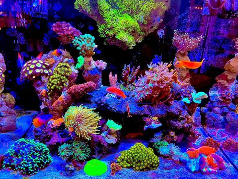 Neon Aquarium Aesthetic, Neon Ocean Aesthetic, Fish Stimboard, Neon Aquarium, Colorful Fish Tank, Neon Ocean, Colorful Aquarium, Neon Fish, Glow Fish