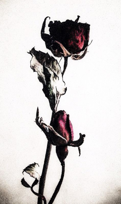 Roses And Thorns Aesthetic, Flowers With Thorns, Rose With Thorns Aesthetic, Dead Flowers Aesthetic, Wilting Roses Aesthetic, Wilted Flowers, Dead Flowers, Hades And Persephone, Magnolia Pearl