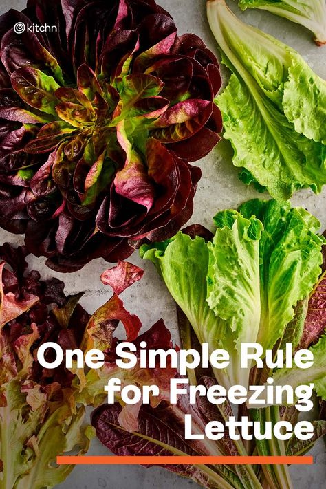 If you’re wondering how to freeze lettuce, I’m betting there’s a good chance you’re staring at an overabundant garden or CSA delivery box. While it’s normal to freeze a variety of produce — including mushrooms and celery — freezing lettuce is not frequently done. Truthfully, lettuce is always better consumed fresh, within a week of harvesting or purchasing. #produce #lettuce #freezinglettuce #preservingfood #cookingtips #cookinghacks #kitchentips #kitchenhacks Recipes Using Lettuce, Red Lettuce, Types Of Lettuce, Cooking Light Magazine, Bon Appetit Magazine, Head Of Lettuce, Baby Arugula, Pureed Soup, Lettuce Leaves