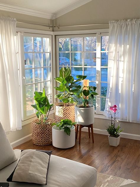 Houseplant Display, Plants Apartment, Plant Apartment, Apartment Plants, Large Indoor Plants, Living Room Plants, Village House Design, Plant Decor Indoor, House Plants Decor