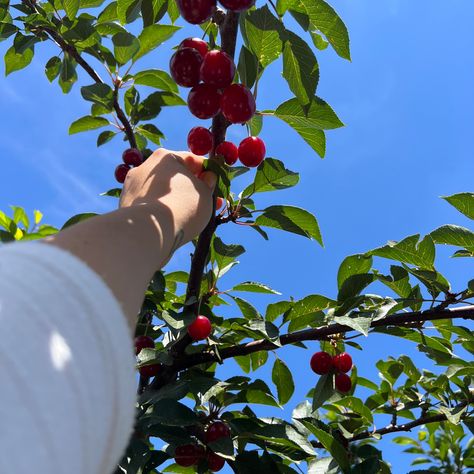 Cherry picking organic berries golan heights Israel summer Cherry Picking Aesthetic, Tom Lake, Picking Cherries, Cherry Farm, 2024 Manifestation, Cottagecore Summer, Golan Heights, The Five Elements, Cherry Orchard