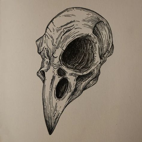 Tonal Drawing Ideas, Raven Skull Sketch, Raven Skull Art, Crow Skull Art, Skull With Horns Drawing, Crow Skeleton Tattoo, Peregrine Tattoo, Raven Art Drawing, Skull Pen Drawing