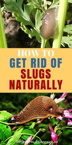 Slugs In Garden How To Get Rid Of, Slug Control, Getting Rid Of Slugs, Slugs In Garden, Common Garden Plants, Snails In Garden, Garden Pest Control, Natural Ecosystem, Veg Garden