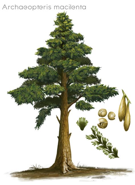 Archaeopteris macilenta by Khaidu on DeviantArt Prehistoric Plants, Plant Study, Dinosaur Illustration, Prehistoric World, Simple Leaf, Paleo Art, Extinct Animals, Wood Tree, Prehistoric Animals