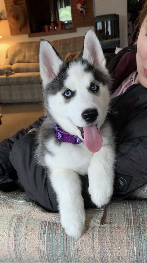 My new puppy Athena! #huskypuppies #huskydogs #husky #HuskySibir Siberian Husky Facts, Black Husky, Husky With Blue Eyes, White Siberian Husky, Cute Husky Puppies, Baby Huskies, Husky Puppies For Sale, Siberian Husky Mix, Husky Pics