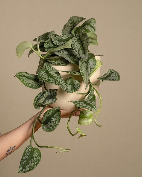 Pothos Variegated, Pothos Cuttings, Scindapsus Pictus, Plant Wishlist, Cat Plants, Plants Are Friends, Plant Gift, Inside Plants, Pothos Plant