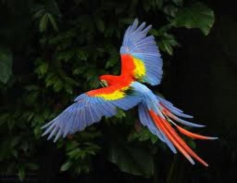 Macaw Art, Scarlet Macaw, Parrots Art, Macaw Parrot, Most Beautiful Birds, Tropical Birds, Exotic Birds, Pretty Birds, Colorful Birds