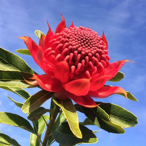 West Australian Wildflowers, Australian Native Hibiscus, Nz Native Flowers, Waratah Flower, South African Protea Flower, Western Australian Wildflowers, Plants With Pink Flowers, November Flower, Flowers Australia