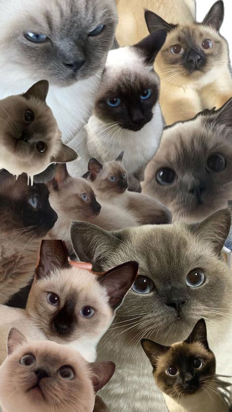 Siamese cat Xiaomi Wallpapers, Cat Aesthetic, Kawaii Wallpaper, Cat Wallpaper, Siamese Cats, Kittens Cutest, Aesthetic Wallpapers, Iphone Wallpaper, Hello Kitty